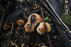 Cortinarius austroturmalis