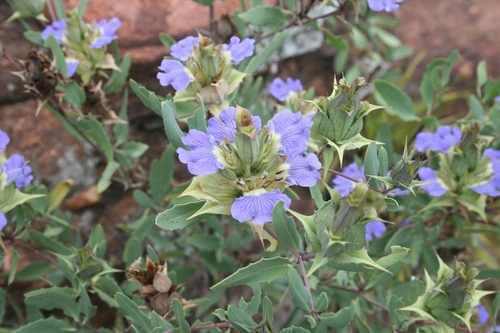 Waterberg Lashes (Blepharis breijeri)