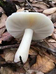 Russula albidula