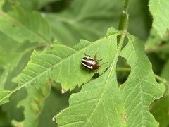Calligrapha bidenticola