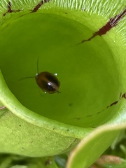 Prionocyphon limbatus