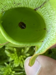 Prionocyphon limbatus