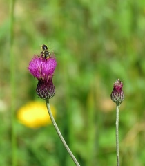 Cirsium pannonicum