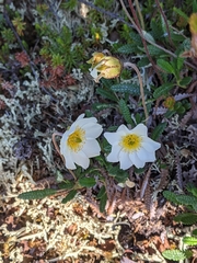 Dryas alaskensis