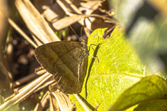 Yphthimoides ochracea