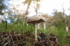 Macrolepiota bonaerensis