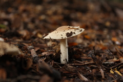 Amanita diemii