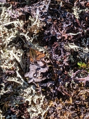 Boloria chariclea