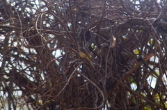 Ramphotrigon flammulatum