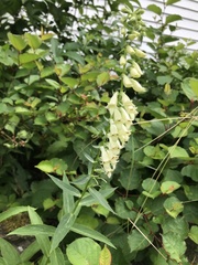 Digitalis lutea