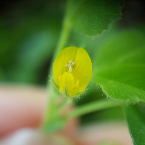 Image of Medicago doliata by (c) Mehdi Chetibi, some rights reserved (CC BY)