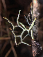 Hypogymnia inactiva