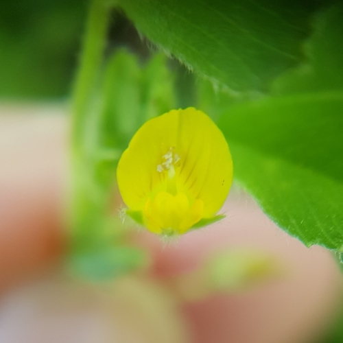 Medicago doliata image