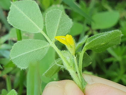 Image of Medicago doliata by (c) Mehdi Chetibi, some rights reserved (CC BY)