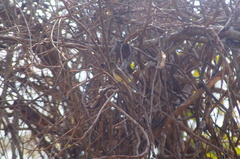 Ramphotrigon flammulatum