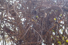 Ramphotrigon flammulatum