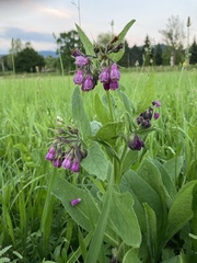 Symphytum officinale