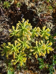 Pedicularis labradorica sulphurea
