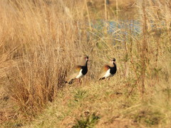 Vanellus chilensis