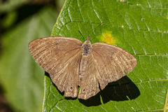 Yphthimoides ochracea