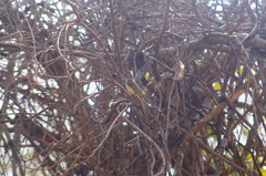 Ramphotrigon flammulatum