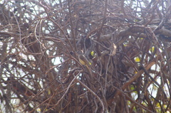 Ramphotrigon flammulatum