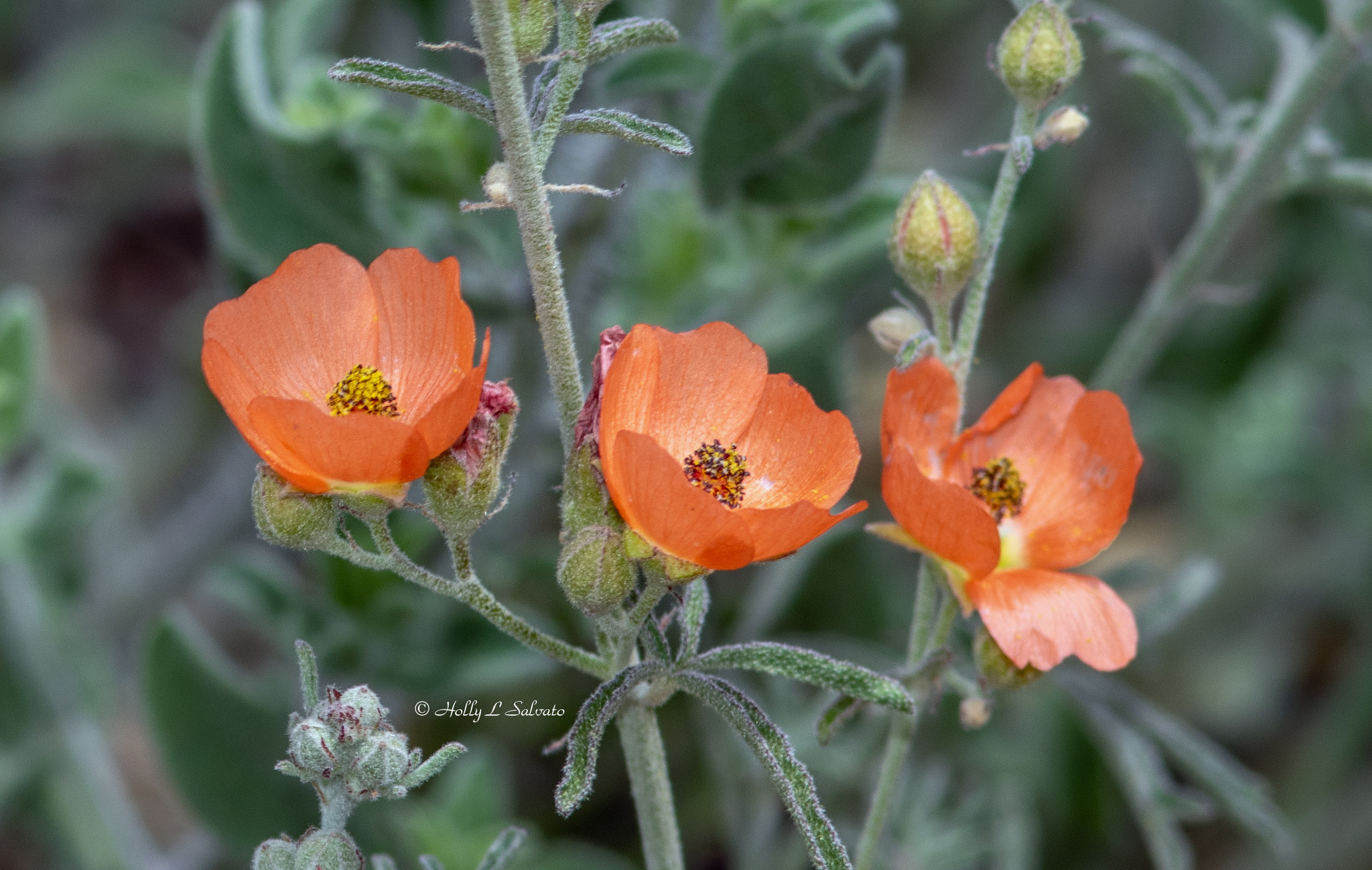 Sphaeralcea digitata