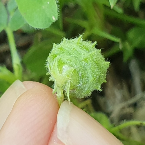 Image of Medicago doliata by (c) Mehdi Chetibi, some rights reserved (CC BY)