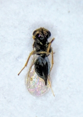 Gastrancistrus