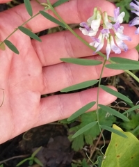 Vicia biennis