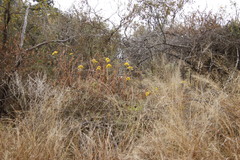 Senecio pleistocephalus