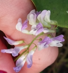 Vicia biennis