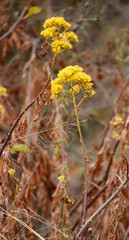 Senecio pleistocephalus