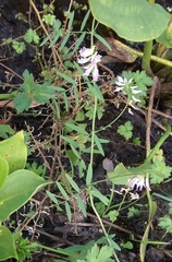 Vicia biennis