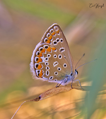 Polyommatus icarus