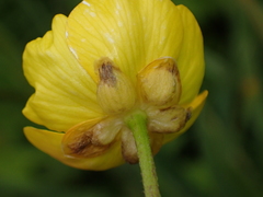 Ranunculus lingua
