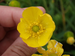 Ranunculus lingua