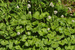 Micranthes nelsoniana