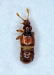 Pselaphinae