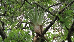 Tillandsia cucaensis