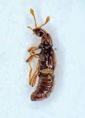 Pselaphinae