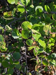 Betula nana