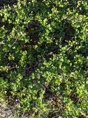 Betula nana