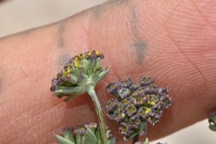 Bupleurum americanum