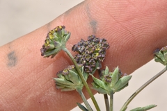 Bupleurum americanum