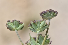 Bupleurum americanum