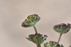 Bupleurum americanum