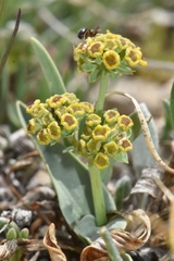 Bupleurum americanum