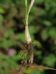 Phleum bertolonii
