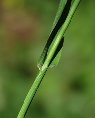 Phleum bertolonii